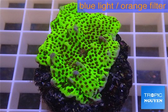 Montipora green & purple polyps 3-4 cm WYSIWYG acclimaté