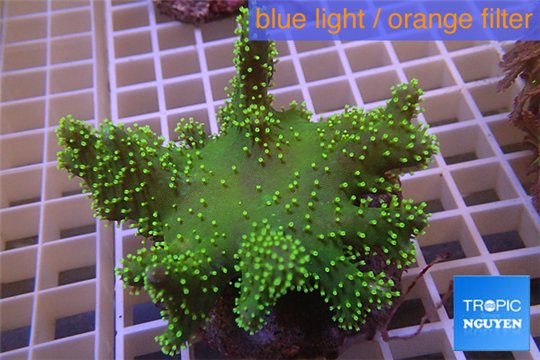 Lobophytum short finger green & golden polyps 7-12 cm WYSIWYG acclimaté
