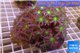 Clavularia papaya purple green 8-10 cm WYSIWYG acclimaté