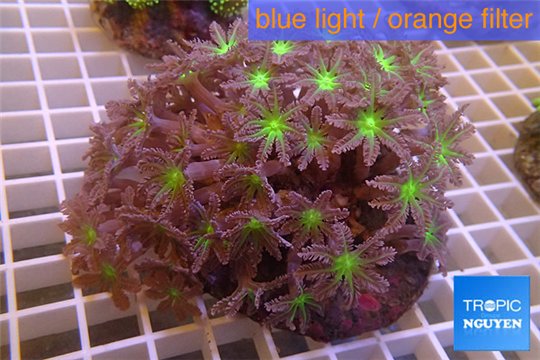 Clavularia papaya purple green 8-10 cm WYSIWYG acclimaté