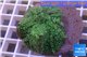 Rhodactis green big leaf 5-6 cm WYSIWYG acclimaté