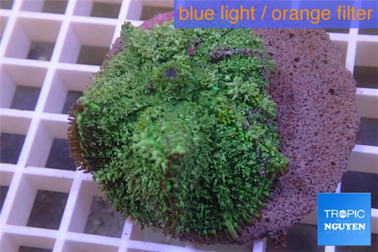 Rhodactis green big leaf 5-6 cm WYSIWYG acclimaté