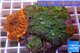Rhodactis garden mix color premium 8-12 cm WYSIWYG acclimaté