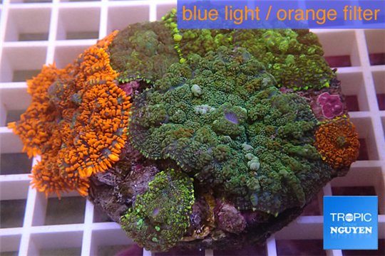 Rhodactis garden mix color premium 8-12 cm WYSIWYG acclimaté