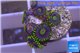 Zoanthus neon green magician blue 6-8 polyps WYSIWYG acclimaté