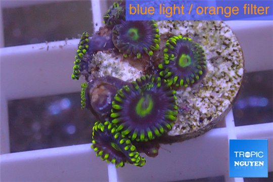 Zoanthus neon green magician blue 6-8 polyps WYSIWYG acclimaté