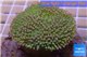 Sarcophyton long polyps 6-10 cm WYSIWYG acclimaté