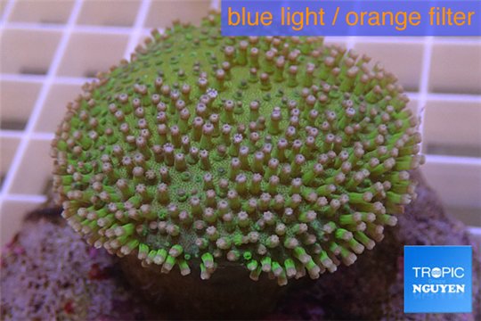 Sarcophyton long polyps 6-10 cm WYSIWYG acclimaté