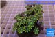 Clavularia papaya golden green 9-12 cm WYSIWYG acclimaté
