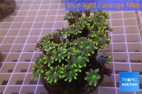 Clavularia papaya golden green 9-12 cm WYSIWYG acclimaté