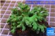 Sinularia greeny short finger 8-12 cm WYSIWYG acclimaté