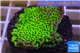 Montipora green & purple polyps 3-4 cm WYSIWYG acclimaté