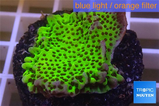 Montipora green & purple polyps 3-4 cm WYSIWYG acclimaté