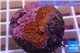 Montipora red purple polyps 2-3 cm WYSIWYG acclimaté