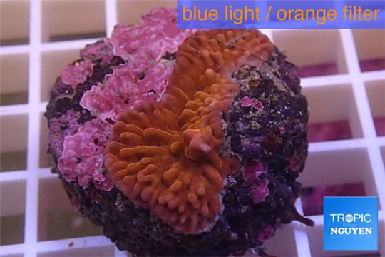 Montipora red purple polyps 2-3 cm WYSIWYG acclimaté