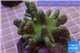 Lobophytum short finger green & golden polyps 7-12 cm WYSIWYG acclimaté
