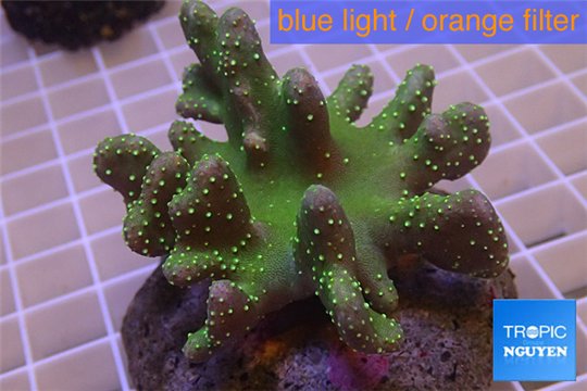 Lobophytum short finger green & golden polyps 7-12 cm WYSIWYG acclimaté