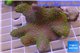 Sarcophyton full neon green polyps Australia 7-12 cm WYSIWYG acclimaté