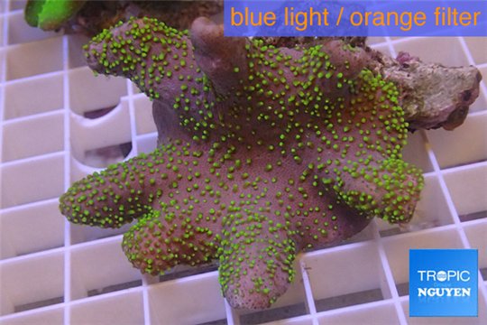 Sarcophyton full neon green polyps Australia 7-12 cm WYSIWYG acclimaté