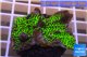 Montipora green & purple polyps 3-4 cm WYSIWYG acclimaté