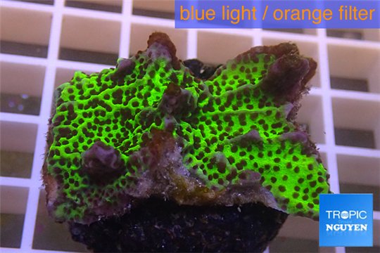 Montipora green & purple polyps 3-4 cm WYSIWYG acclimaté