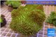 Sarcophyton green body & long polyps 8-12 cm WYSIWYG acclimaté