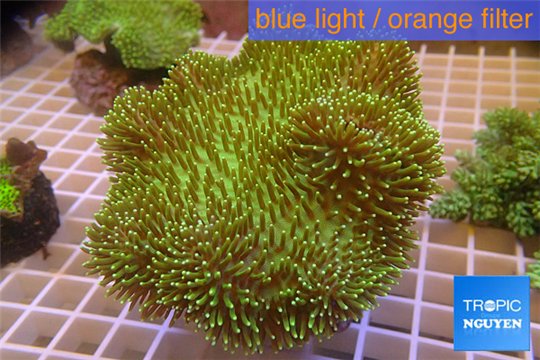 Sarcophyton green body & long polyps 8-12 cm WYSIWYG acclimaté