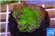 Montipora green & purple polyps 3-4 cm WYSIWYG acclimaté