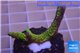 Montipora red fire forest 2-3 cm WYSIWYG acclimaté