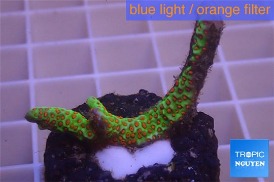 Montipora red fire forest 2-3 cm WYSIWYG acclimaté
