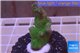 Montipora digitata green 3-5 cm WYSIWYG acclimaté