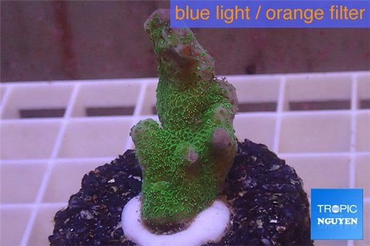 Montipora digitata green 3-5 cm WYSIWYG acclimaté