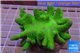 Lobophytum greeny body & white polyps 7-12 cm WYSIWYG acclimaté