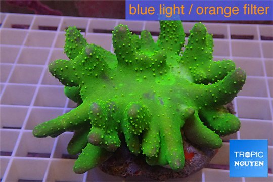 Lobophytum greeny body & white polyps 7-12 cm WYSIWYG acclimaté