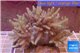 Sinularia long polyps 10-18 cm WYSIWYG acclimaté