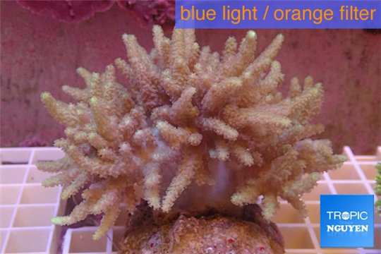Sinularia long polyps 10-18 cm WYSIWYG acclimaté