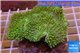 Sarcophyton green body & long polyps 8-12 cm WYSIWYG acclimaté
