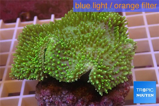 Sarcophyton green body & long polyps 8-12 cm WYSIWYG acclimaté
