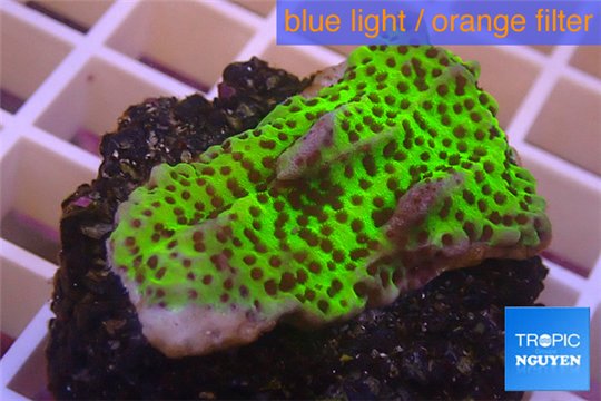 Montipora green & purple polyps 3-4 cm WYSIWYG acclimaté