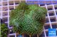 Sarcophyton green body & long polyps 8-12 cm WYSIWYG acclimaté