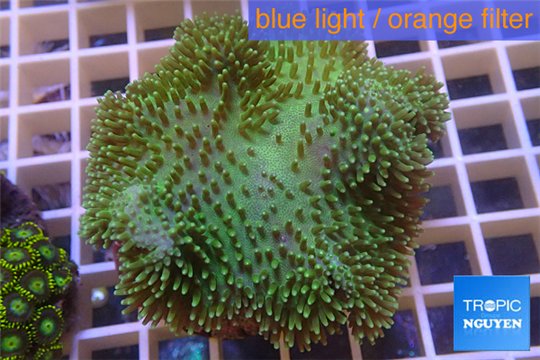 Sarcophyton green body & long polyps 8-12 cm WYSIWYG acclimaté