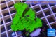 Montipora green cap damaged 2-4 cm WYSIWYG acclimaté