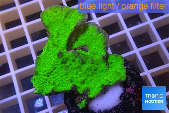Montipora green cap damaged 2-4 cm WYSIWYG acclimaté