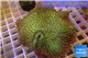 Sarcophyton green body & long polyps 8-12 cm WYSIWYG acclimaté