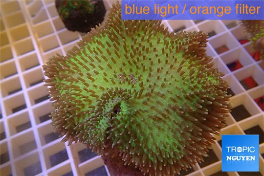 Sarcophyton green body & long polyps 8-12 cm WYSIWYG acclimaté