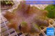 Sarcophyton full neon green polyps Australia 9-16 cm WYSIWYG acclimaté