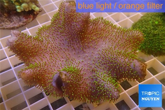 Sarcophyton full neon green polyps Australia 9-16 cm WYSIWYG acclimaté