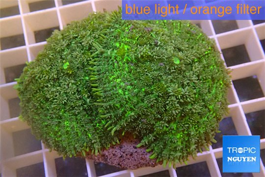 Rhodactis green big leaf 2 polyps WYSIWYG acclimaté
