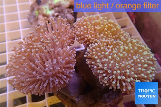 Sarcophyton triple boby long white polyps 8-14 cm WYSIWYG acclimaté