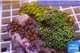 Zoanthus garden premium color 8-12 cm WYSIWYG acclimaté